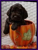 Bess Dempsey pups 4 wks old 23100