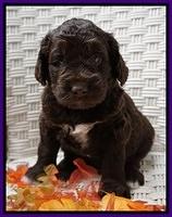 Bess Dempsey pups 4 wks old 25100