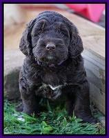Bess Dempsey pups 5 wks old 251