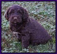 Bess Dempsey pups 5 wks old 261