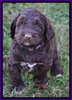 Bess Dempsey pups 5 wks old 271