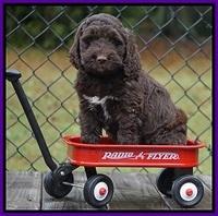 Bess Dempsey pups 6 wks old 271