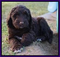 Bess Dempsey pups 7 wks old 221