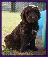 Bess Dempsey pups 7 wks old 241