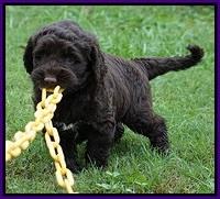 Ellie Blaze pups 5 weeks old #1 060