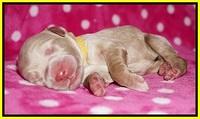 Bess Dempsey Newborn 161