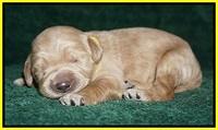 Bess Dempsey pups 1 wk old 161