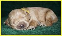 Bess Dempsey pups 1 wk old 171