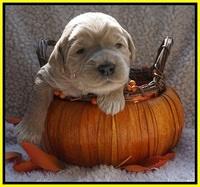 Bess Dempsey pups 2 wks old 19100