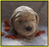 Bess Dempsey pups 2 wks old 21100
