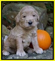 Bess Dempsey pups 3 wks old 261