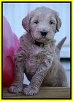 Bess Dempsey pups 5 wks old 291