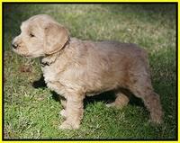 Bess Dempsey pups 7 wks old 321