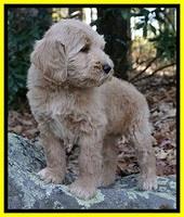 Bess Dempsey pups 8 wks old 3 041