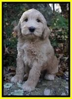 Bess Dempsey pups 8 wks old 3 049