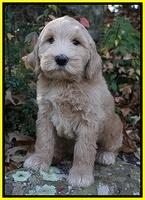 Bess Dempsey pups 8 wks old 3 056