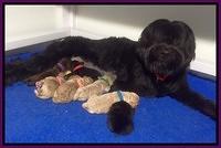 Bess Dempsey Newborn 201