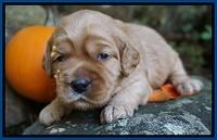 Elie Blaze pups 2 wks old 21