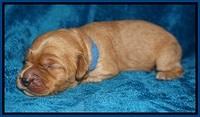 Ellie Blaze pups 1 wk old 21