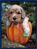 Ellie Blaze pups 4 wks old 21