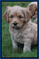 Ellie Blaze pups 5 wks old 11