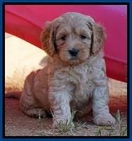 Ellie Blaze pups 6 wks old 41