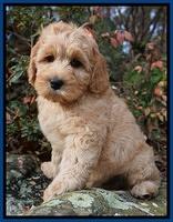 Ellie Blaze pups 8 wks old 3 029