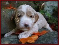 Ellie Blaze pups 3 wks old 61