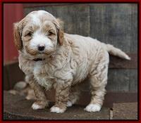 Ellie Blaze pups 5 wks old 111