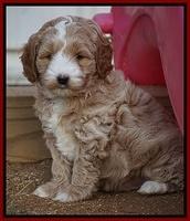 Ellie Blaze pups 6 wks old 71