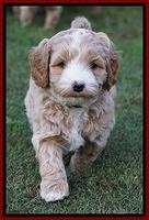 Ellie Blaze pups 6 wks old 91