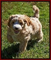 Ellie Blaze pups 7 wks old 101