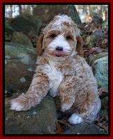 Ellie Blaze pups 8 wks old 1 006