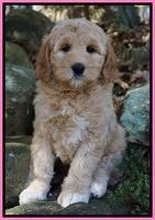 Panero family: Rusty