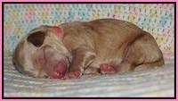Ellie Blaze Newborn individ pics 51