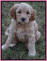 Ellie Blaze pups 7 wks old 2 108