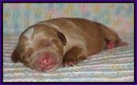 Ellie Blaze Newborn individ pics 81