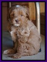 Ellie Blaze pups 6 wks old 141