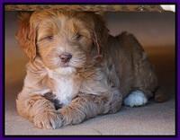 Ellie Blaze pups 6 wks old 151