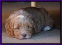Ellie Blaze pups 6 wks old 161