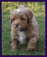 Ellie Blaze pups 6 wks old 171