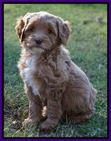 Ellie Blaze pups 7 wks old 141