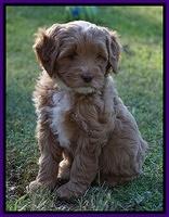 Ellie Blaze pups 7 wks old 151