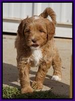 Ellie Blaze pups 7 wks old 171