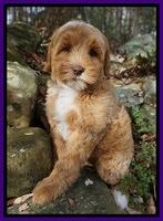 Ellie Blaze pups 8 wks old 3 043