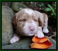 Elie Blaze pups 2 wks old 121