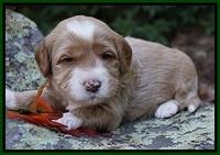 Ellie Blaze pups 3 wks old 131