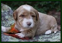 Ellie Blaze pups 3 wks old 151