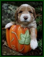 Ellie Blaze pups 4 wks old 161