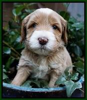 Ellie Blaze pups 4 wks old 171